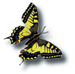 Insektenschutz